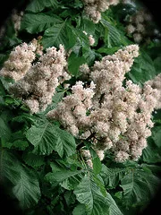 Horse Chestnut blooms