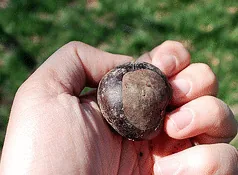 Buckeye nut by David Brewster