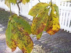 leaf scorch