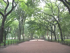 American Elms Central Park