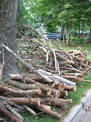 Dutch Elm removal