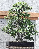 45 year old American Elm bonzai