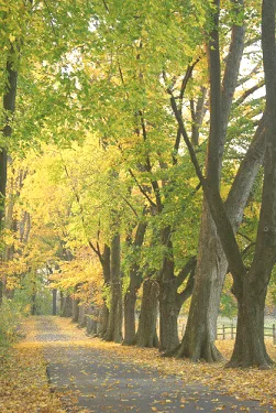 Elm trees line street
