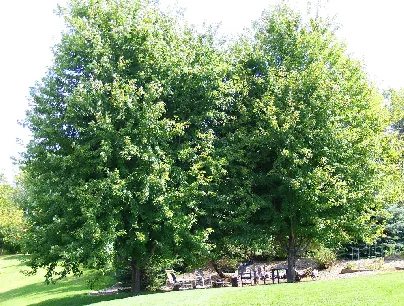 Sugar Maples by Midwest Gardening