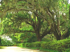 Oak boulevard