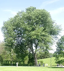 Ulmus Americana American Elm