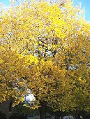 Ulmus americana Elm fall color