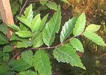 Ulmus americana Elm leaves