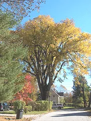 Ulmus Americana American Elm