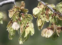 Ulmus americana seeds
