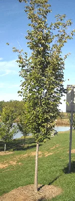 Ulmus Americana Princeton