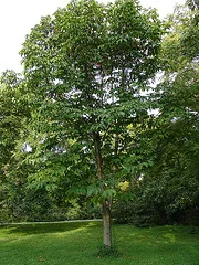 Aesculus glabra