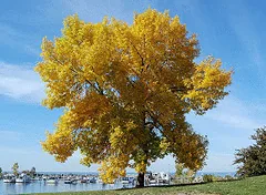 Ohio Buckeye tree