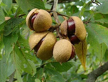 Ohio buckeye fruit by Geneva Wirth
