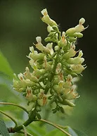 Ohio buckey bloom by Steve Thomas