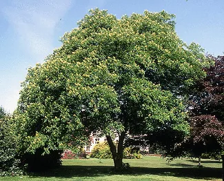 Yellow Buckeye by Cameron Cook