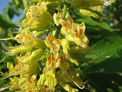 Yellow Buckey blooms by Lisa S