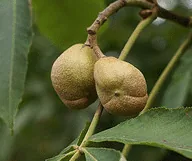 Yellow Buckeye fruit by jpc Raleigh