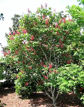 Dwarf Red Buckeye