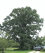 Quercus macrocarpa Bur Oak