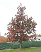 Quercus macrocarpa Bur Oak Mossycup Oak form