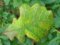 Quercus macrocarpa leaf