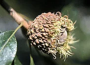 Bur Oak acorn
