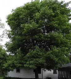 Fraxinus pennsylvanica ash by Eli Sagor