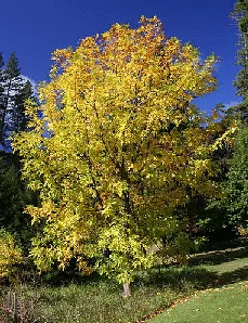 Fraxinus pennsylvanica fall color