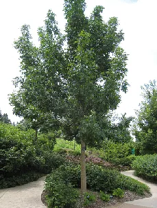 Fraxinus pennsylvanica Sherwood Glen by Josh Jackson