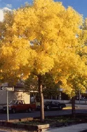 Fraxinus pnnsylvanica Summit fall color