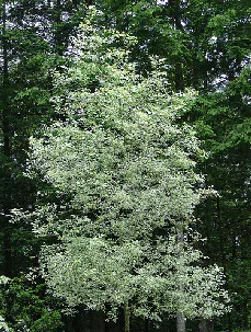 Fraxinus pennsylvanica Variegata
