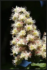 Aesculus hippocastanum blooms