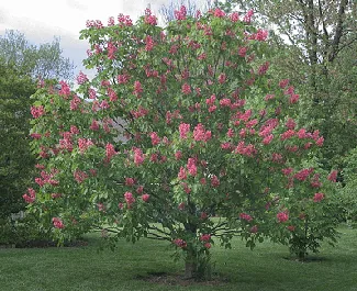 Auesculus x carnea