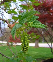 Aesculus carnea