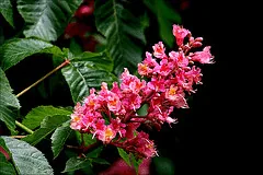Aesculus carnea blooms by Phil