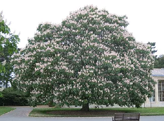Indian Horse Chestnut by Tim Waters