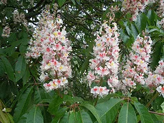 Indian Horse Chestnut flower by Tim Waters