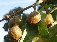 Indian Horse Chestnut fruit