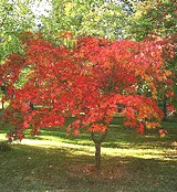 Japanese Maple tree