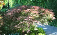 Japanese Maple shrub