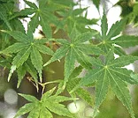 Green star-shaped leaves of a Japanese maple