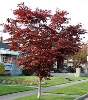 Acer palmatum Atropurpureum
