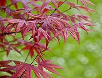 Acer Palmatum Atropurpureum leaves