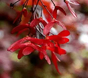 Acer palmatum atropurpureum seeds