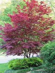 Acer palmatum atropurpurea Bloodgood 3