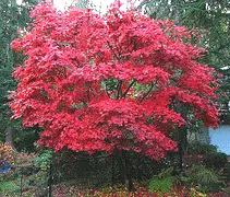 Japanese maple 'Bloodgood' with a broad canopy of bright red leaves