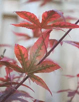 Acer palmatum atropurpurea Bloodgood leaves