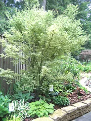 Japanese Maple Butterfly