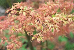 Japanese maple 'Butterfly' with small variegated leaves tinged pink